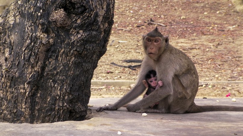 Антон Бахмутов | Барнаул