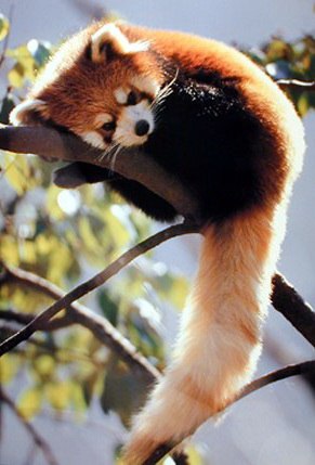 Дарья Петрова | Санкт-Петербург