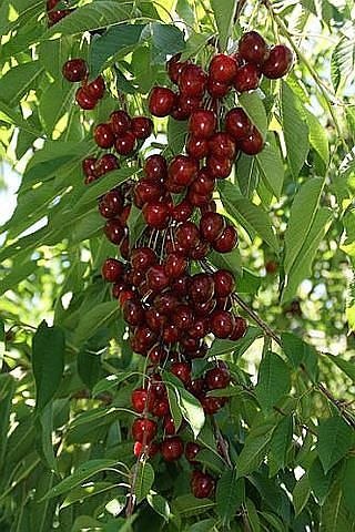 Ирина Гулак | Сызрань