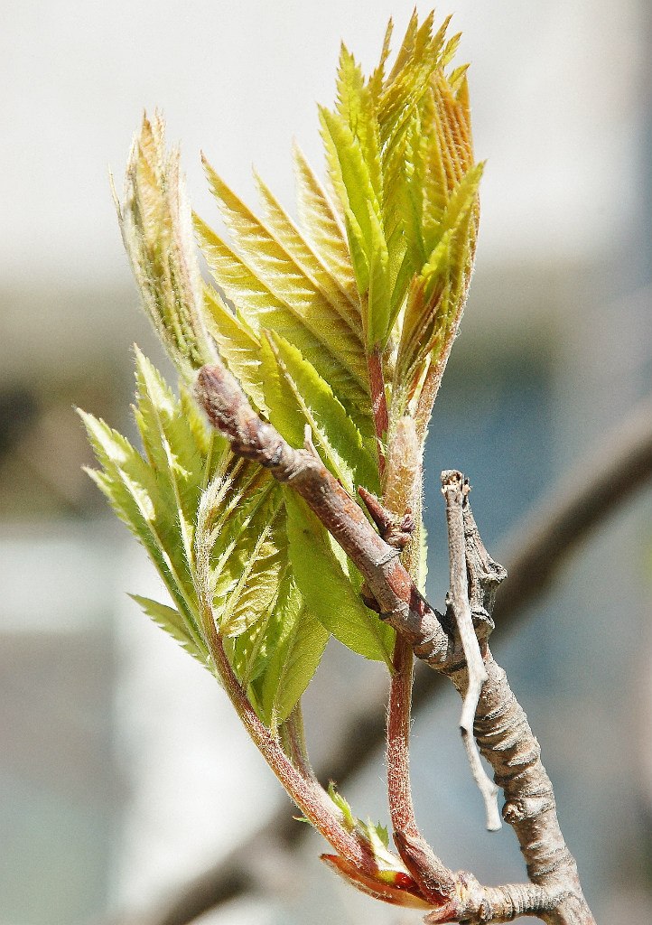 Валентина Ибрагимова | Кропоткин