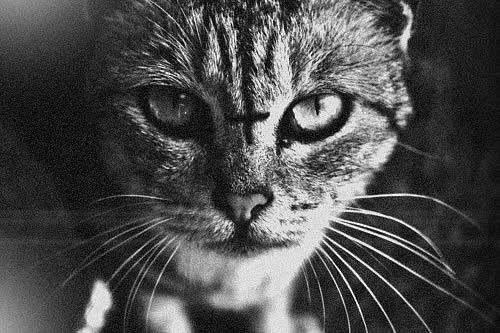 Анатолий Цвиркун | Кривой Рог