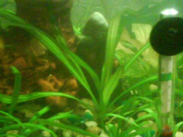 Андрей Чистяков | Миасс