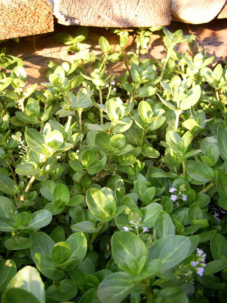 Галина Голубёнкова | Чайковский