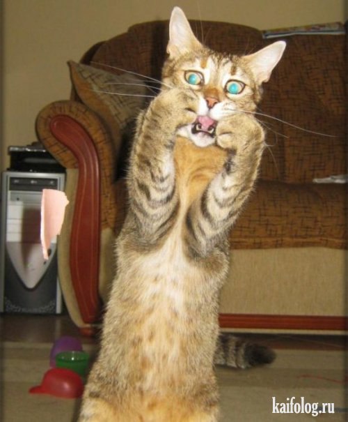 Серёга Симаев 