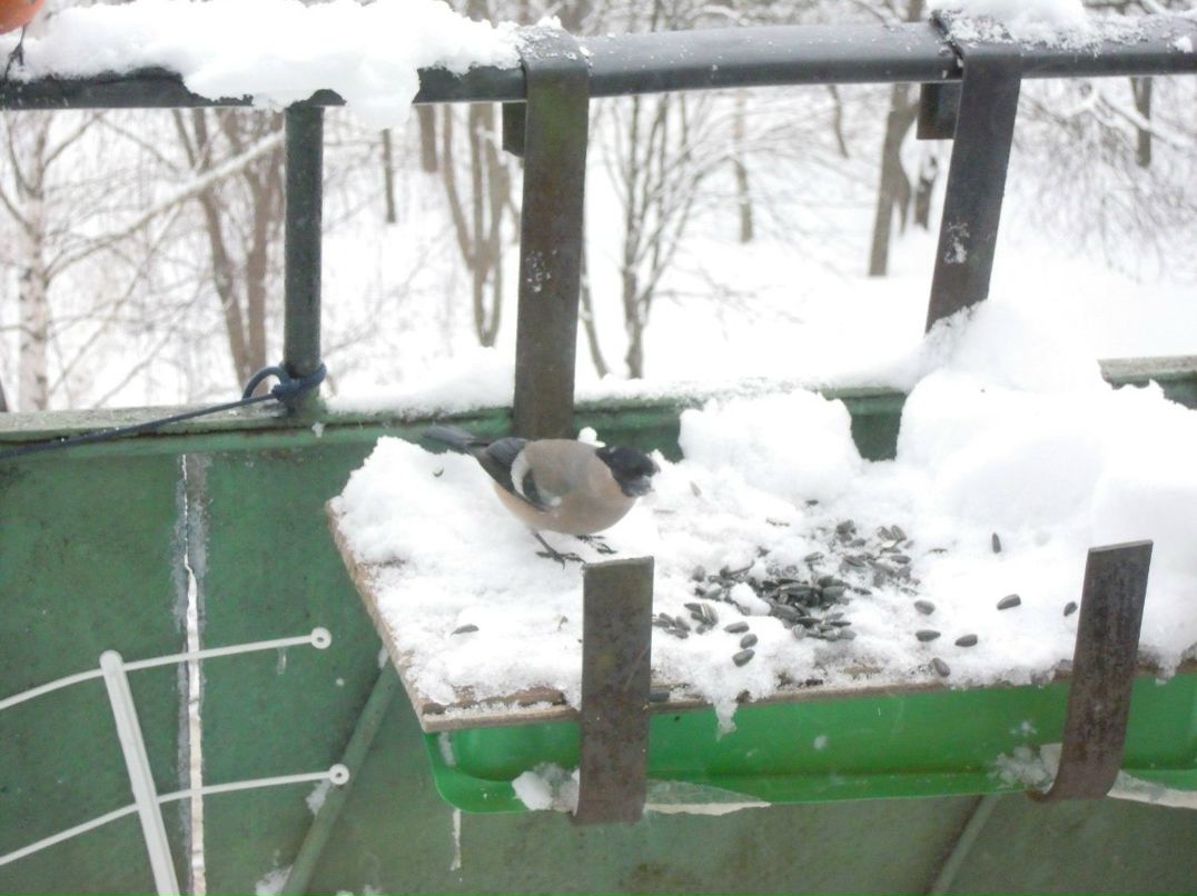 Danila Lisyuk | Lhasa