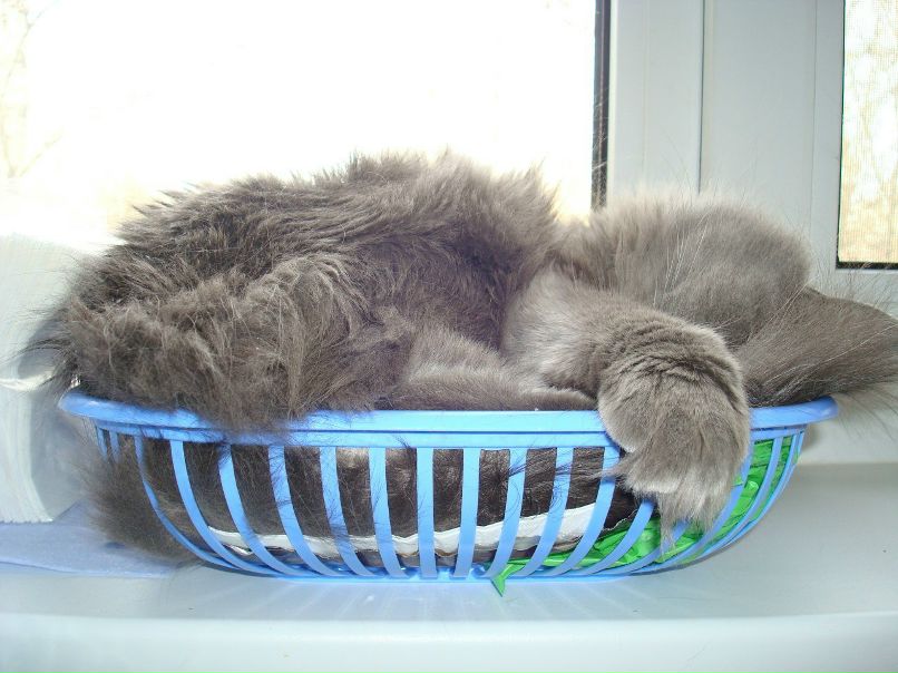 A.a. Zverev | Санкт-Петербург