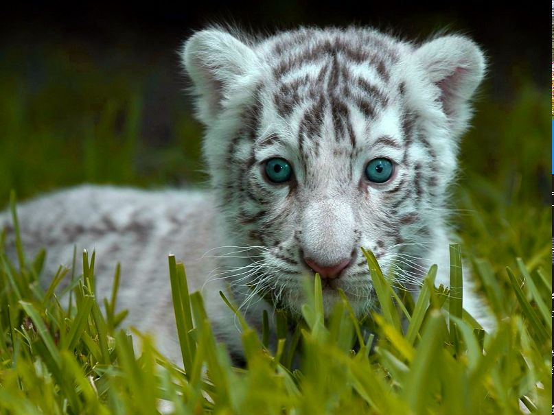 Инна Семёнова | Санкт-Петербург