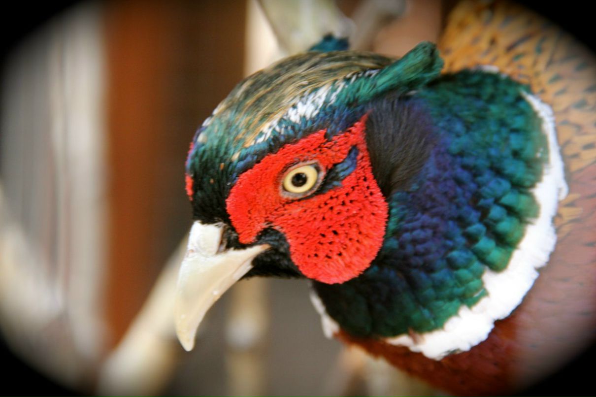 Марина Момот | Москва