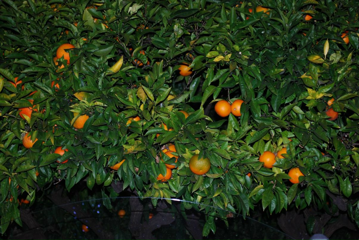 Леонид Селезнев | Санкт-Петербург