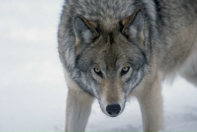 Ромчик Федоренко | Киев