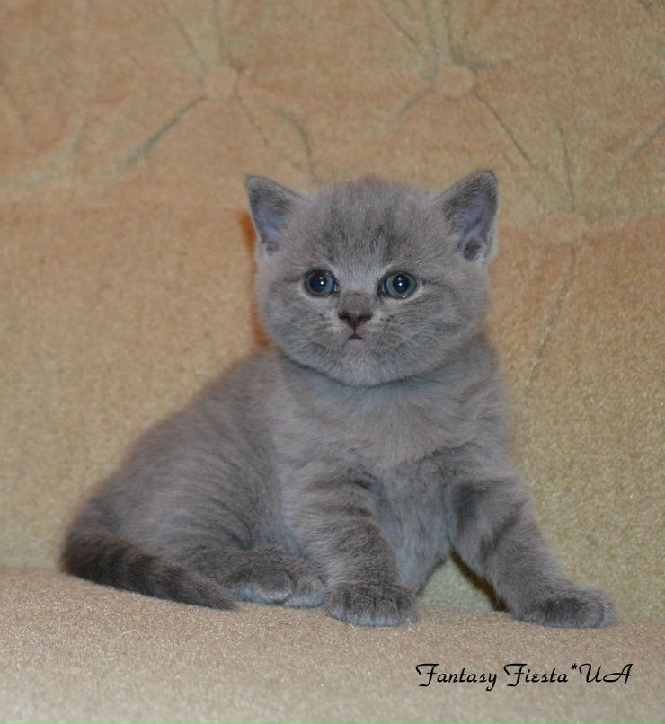 Людмила Перепелица | Одесса