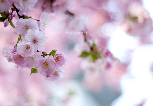 Надія Венгловська | Нововолынск