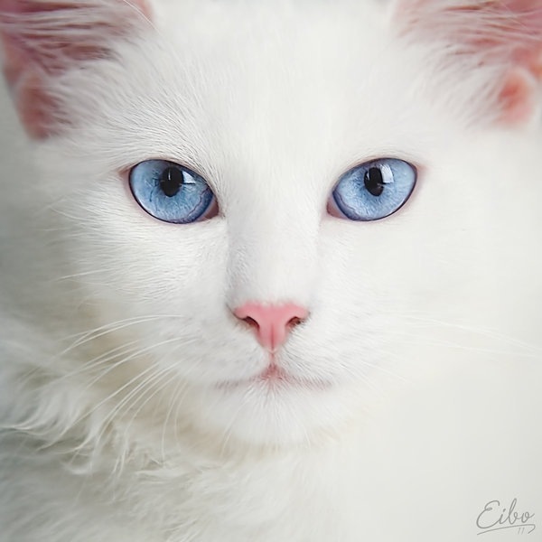 №95, Ниночек Русякина, 38 лет, Усть-Каменогорск №95, Ниночек Русякина, 38 лет, Усть-Каменогорск