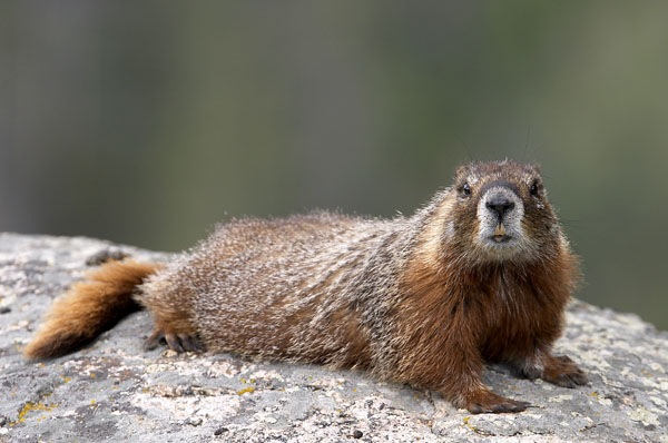 №53, Надежда Ярославовна, 35 лет, Санкт-Петербург №53, Надежда Ярославовна, 35 лет, Санкт-Петербург