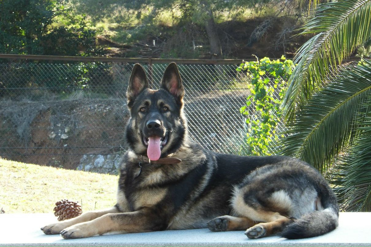 Александр Мосидзе | Salou