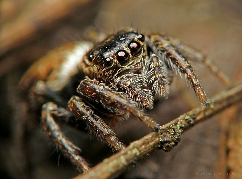 Димка ... | Мариуполь