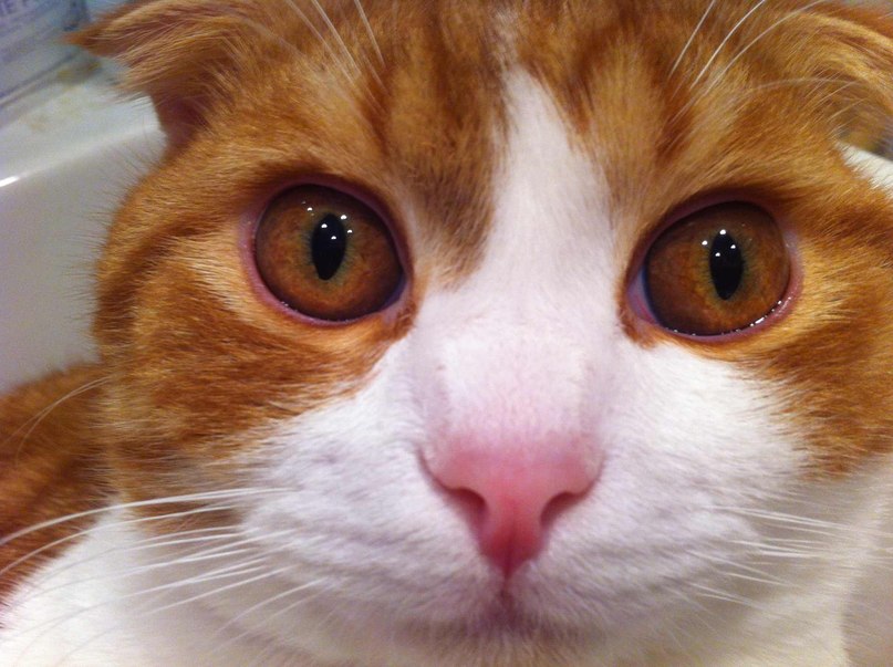 Петр Буренков | Саров