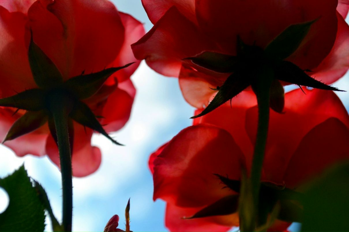 Ирина Афонькина | 