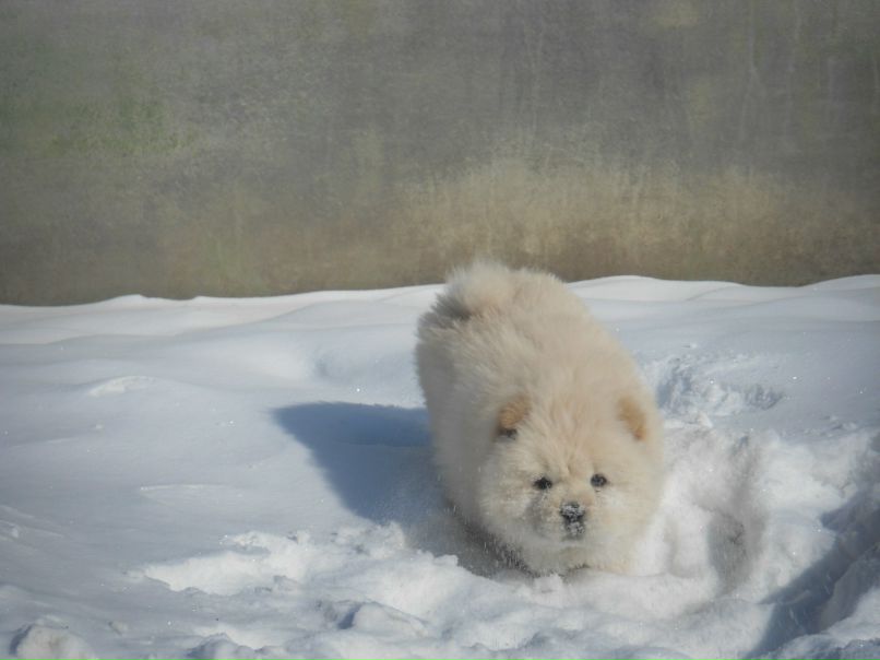 Никита Новиков | Изобильный