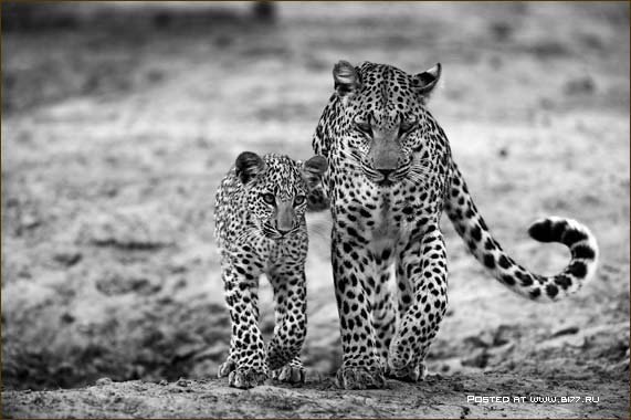 Анна Синезацкая | Калининград