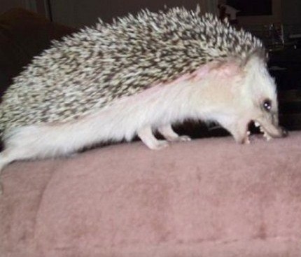 Мария Четырина | Севастополь