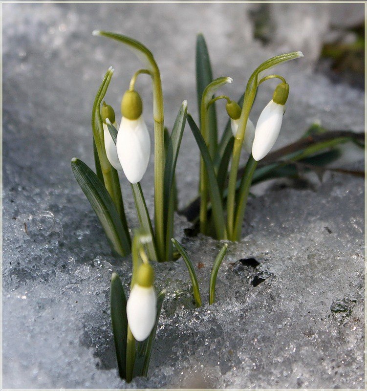 Тамара Сафронова | Санкт-Петербург