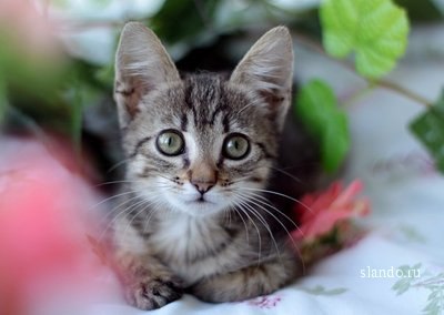 Лои Секрет | Днепр (Днепропетровск)