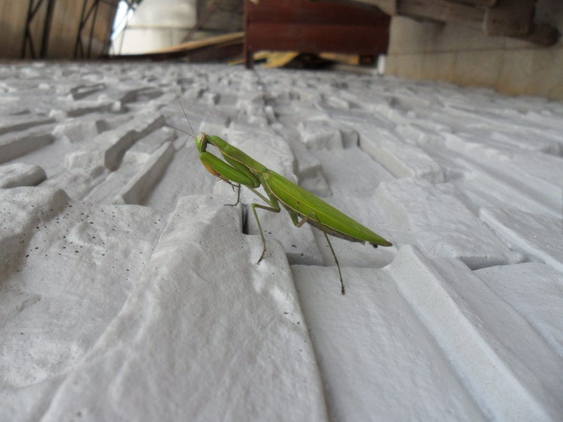 Γеоргий Πестов )-ll,D | Актау