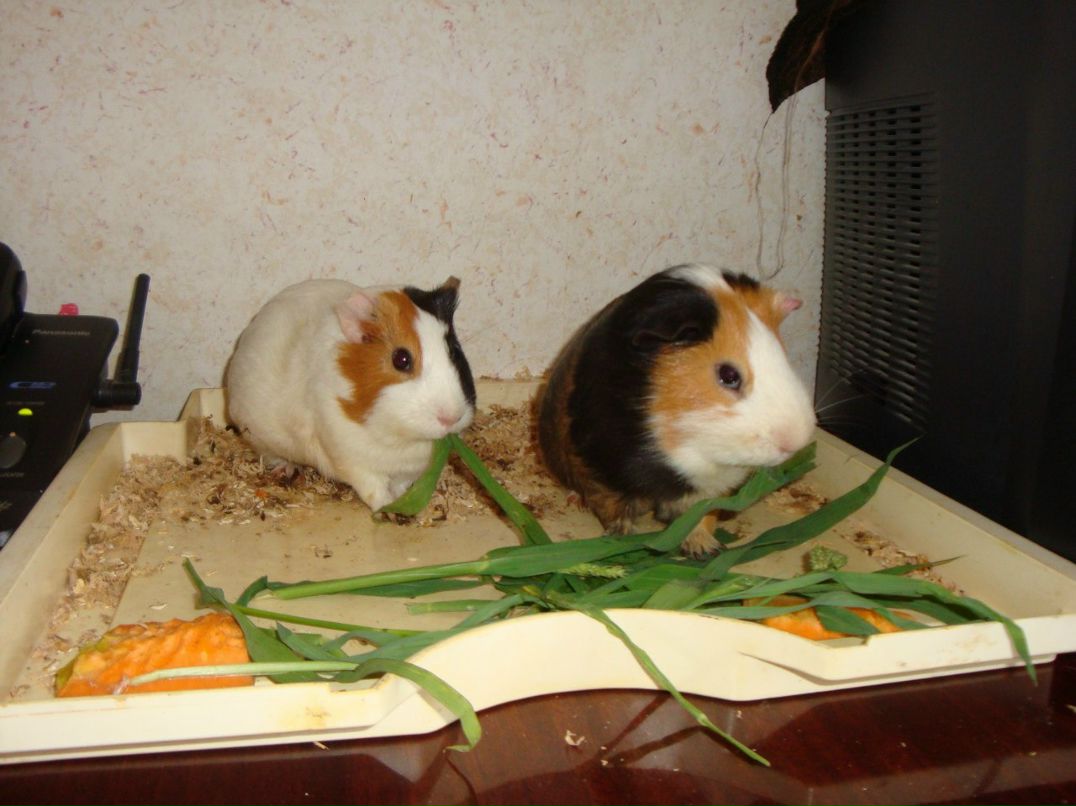 Андрей Письменюк | Полтава