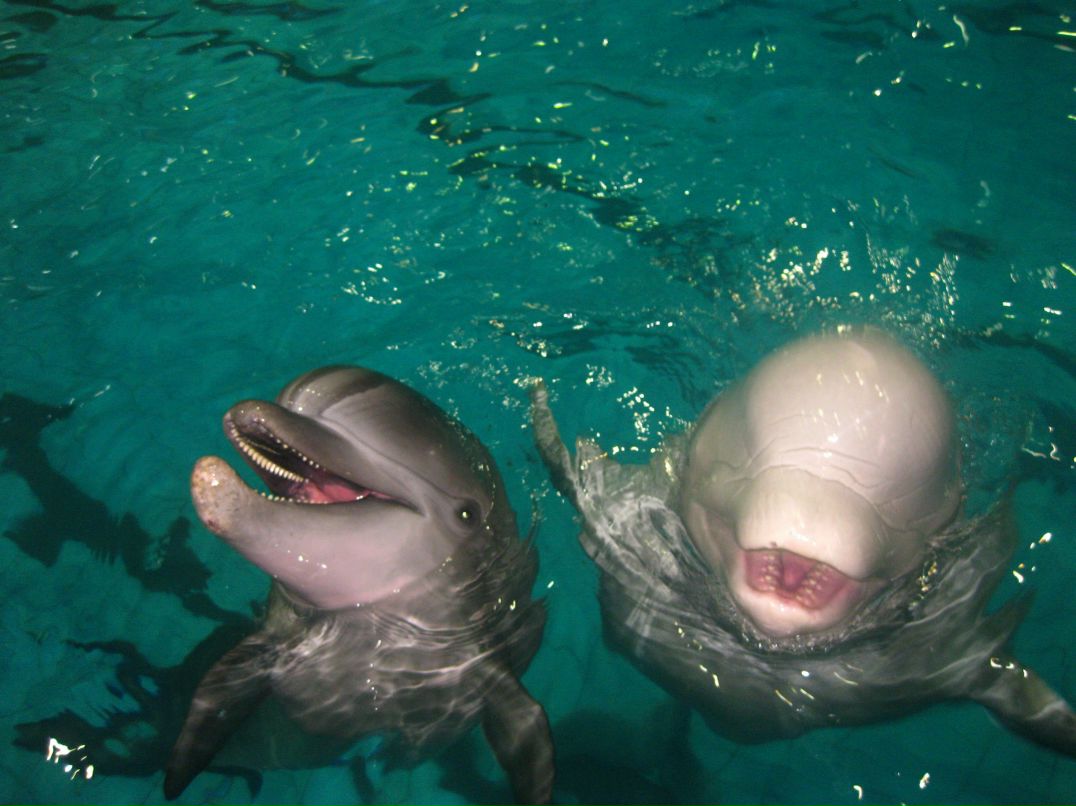 Denis Savage | Москва