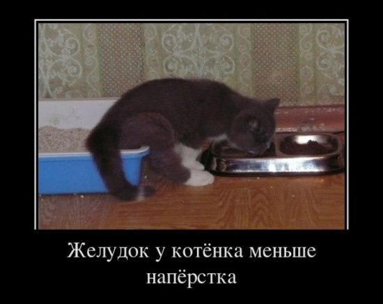 Владимир Павловский | 