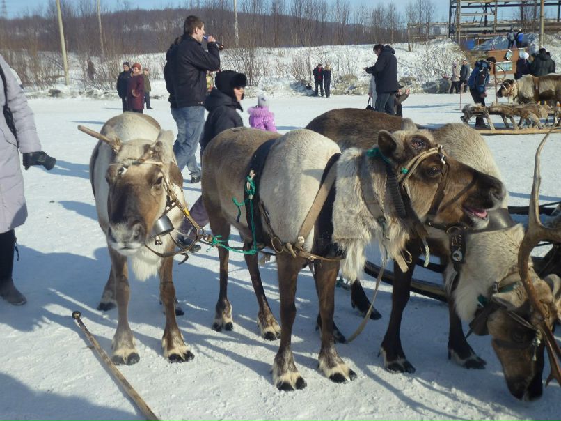 Ольга Шибаева | Мурманск