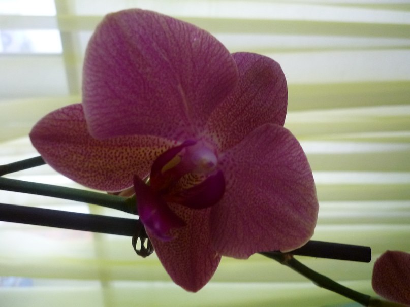 Алина Рябикова | Воскресенск (село)