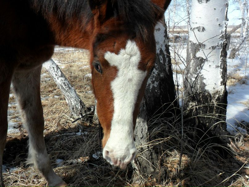 Наталья Русакова | Краснозерское