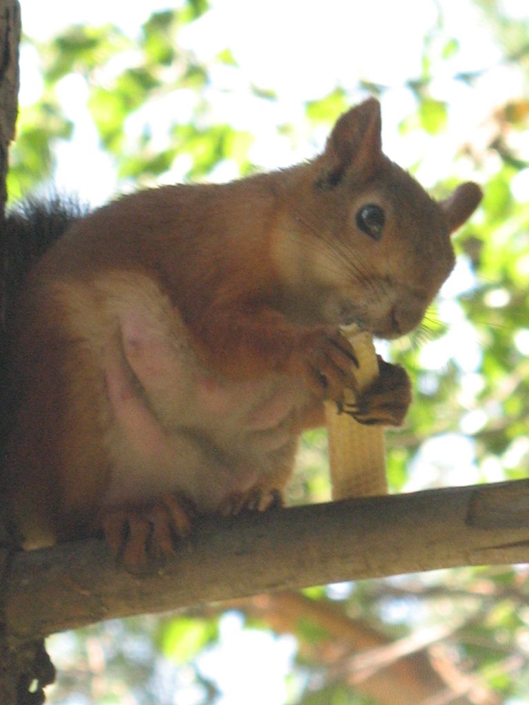 Данила Глущенко | Новосибирск