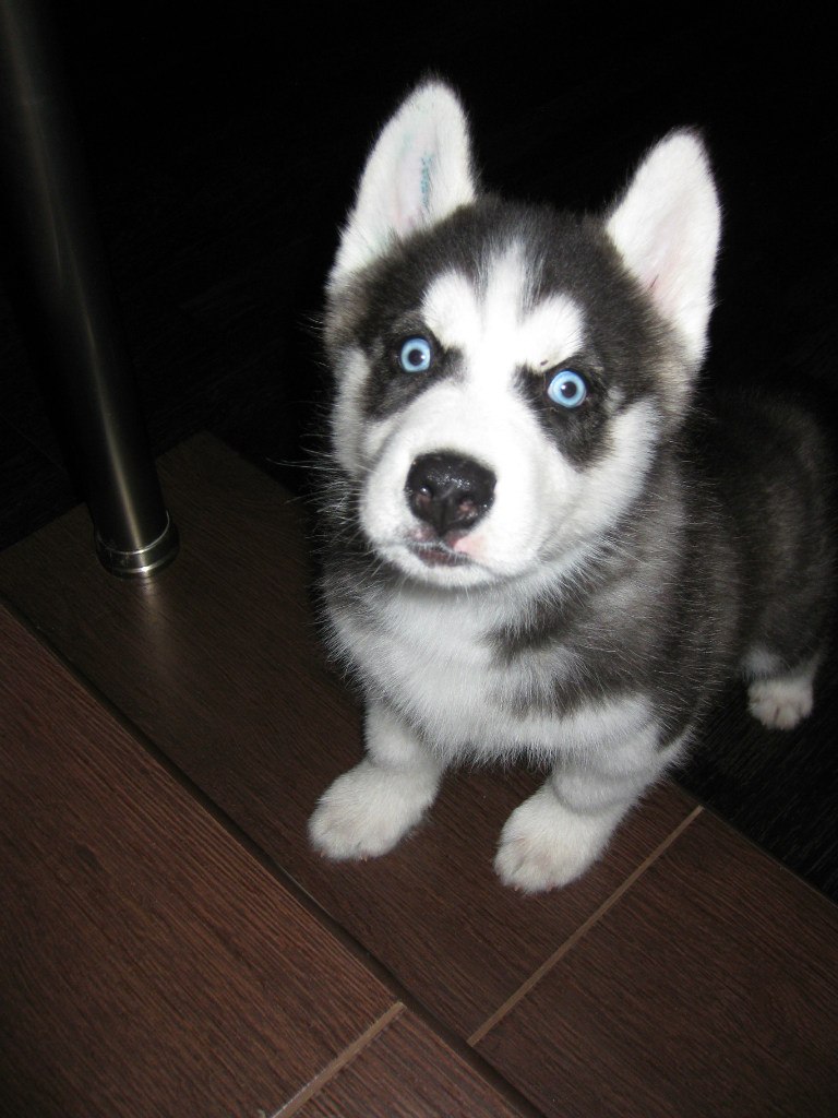 Ирина Борзаковская | Жуковский