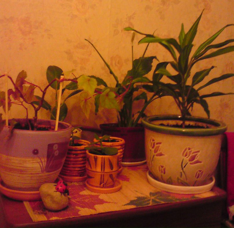 Мистер Макфисто | Санкт-Петербург