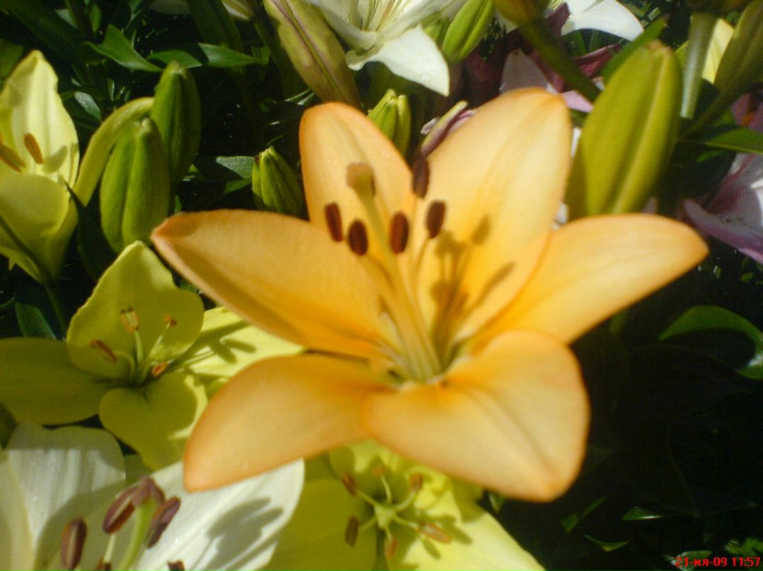 Димасик Педулло | Москва