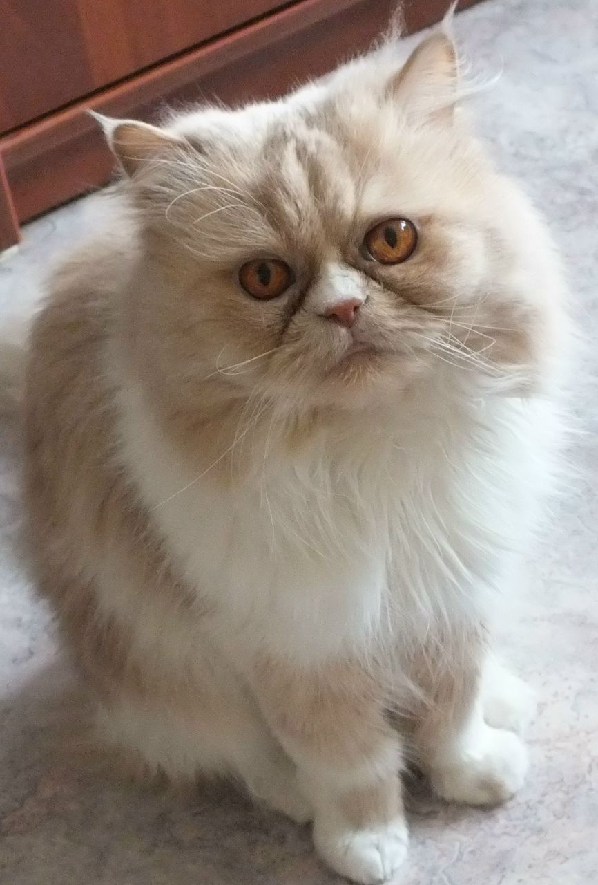 Маслик Котов Кухонный Пятачок | Кемерово