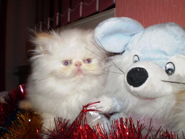 Анна Богунская | Киев