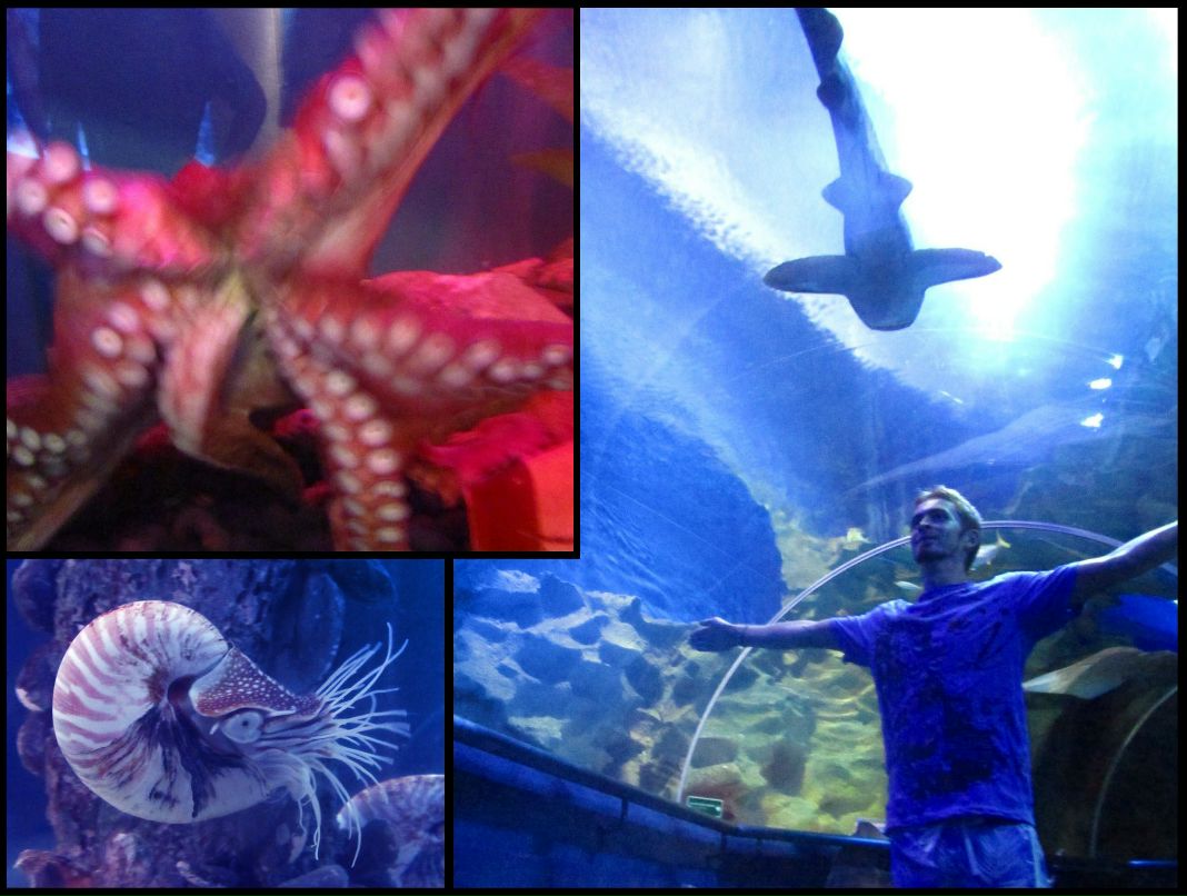 Степан Никашин Asur | Phuket