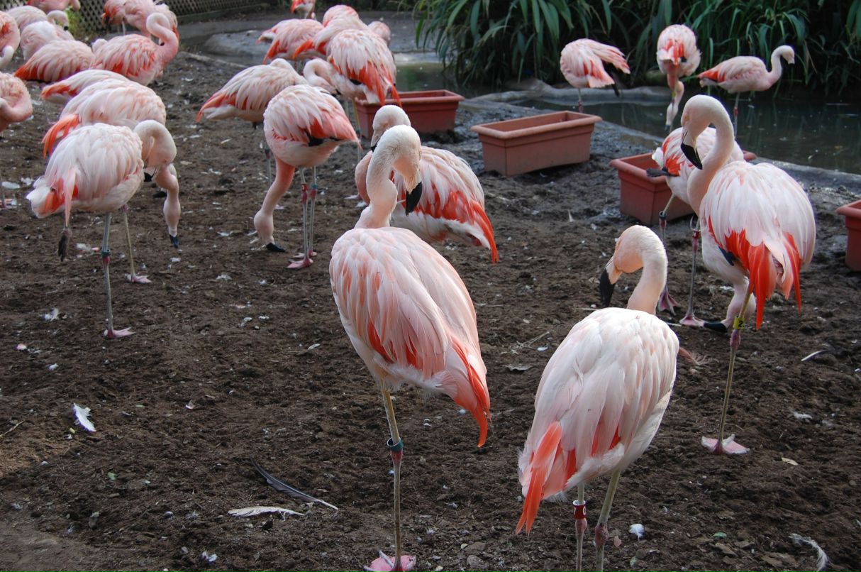 Анна Шмид Sowa | Zürich