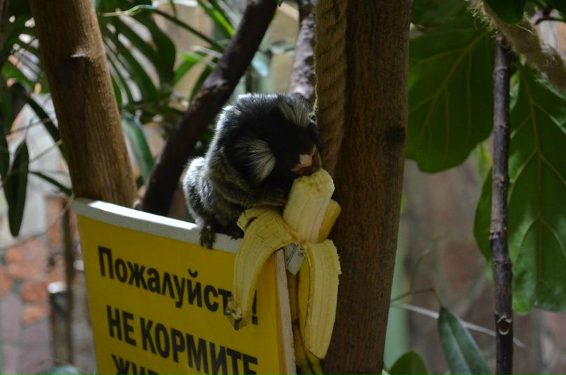 Светлана Шевченко | Санкт-Петербург