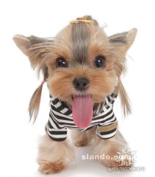 Ира Мирзоева | Харьков