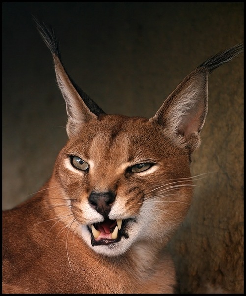 №42, Надежда Осипова, Липецк №42, Надежда Осипова, Липецк