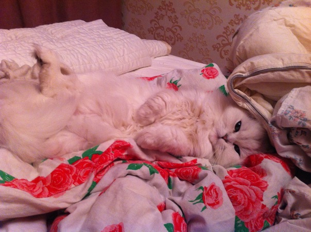 №105, Анна Короткова, Москва №105, Анна Короткова, Москва