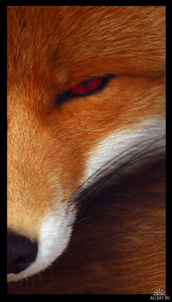 Алексей Кушнир | 