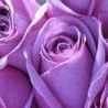 №4 Елена Кузьмина 21.04.1988: профиль, фото, статус - ВКонтакте №4 Елена Кузьмина 21.04.1988: профиль, фото, статус - ВКонтакте