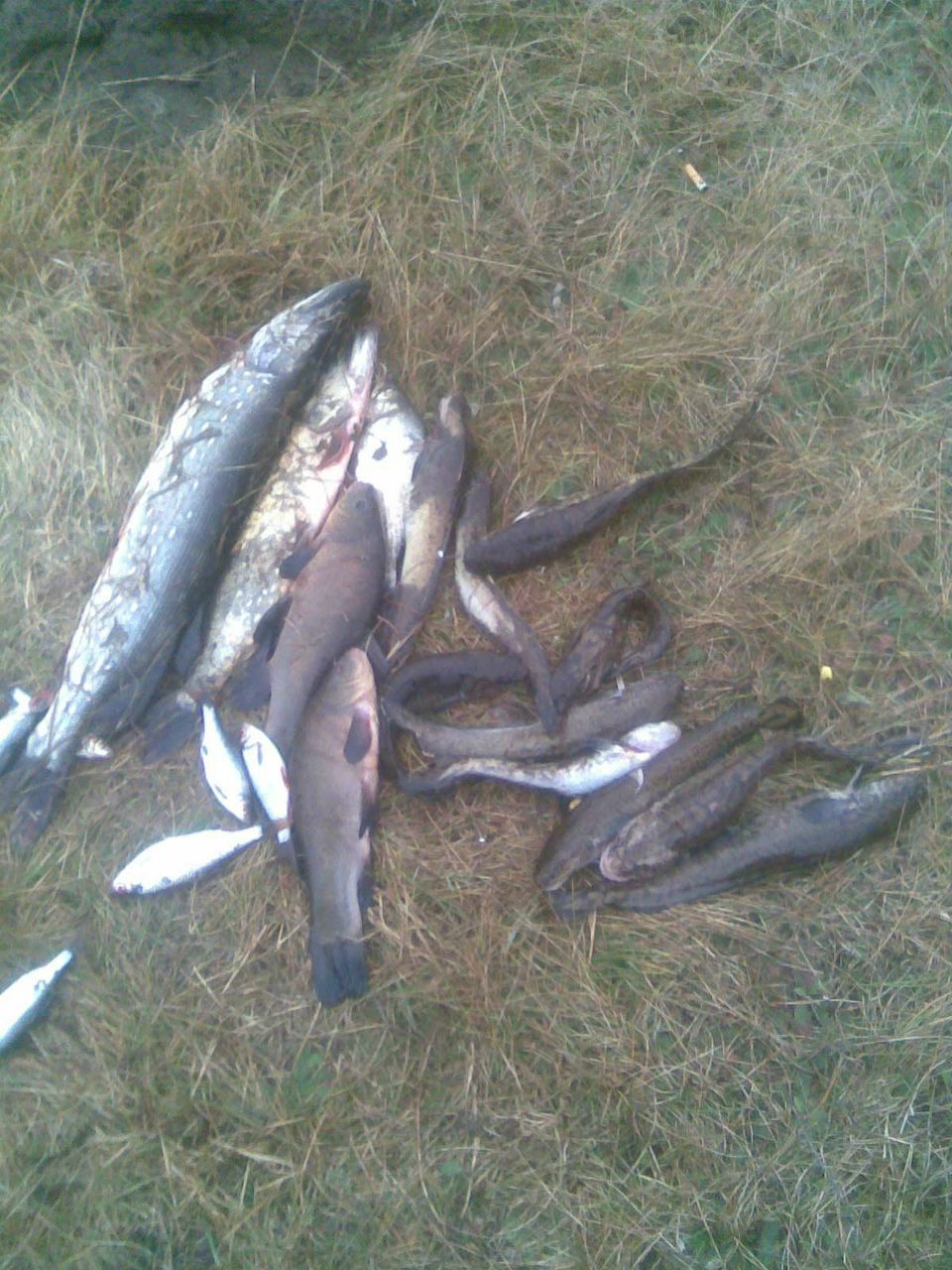 Саша Кузьмич | Барановичи