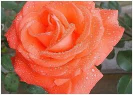 Елена Евдокимова | Киев